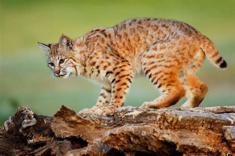 why do bobcats scream